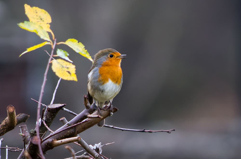 Avianture