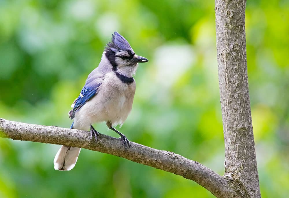 Avianture