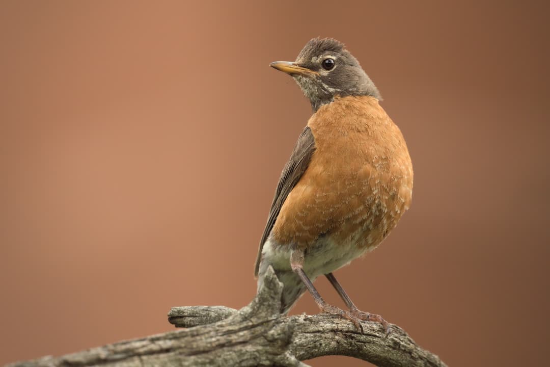Avianture