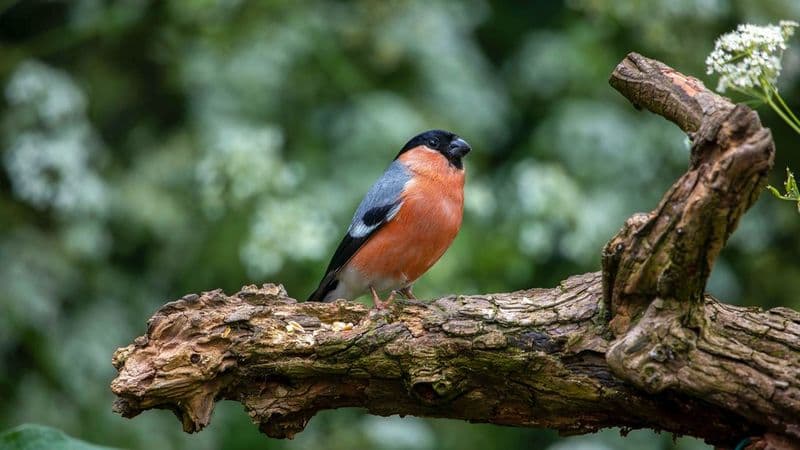 Avianture
