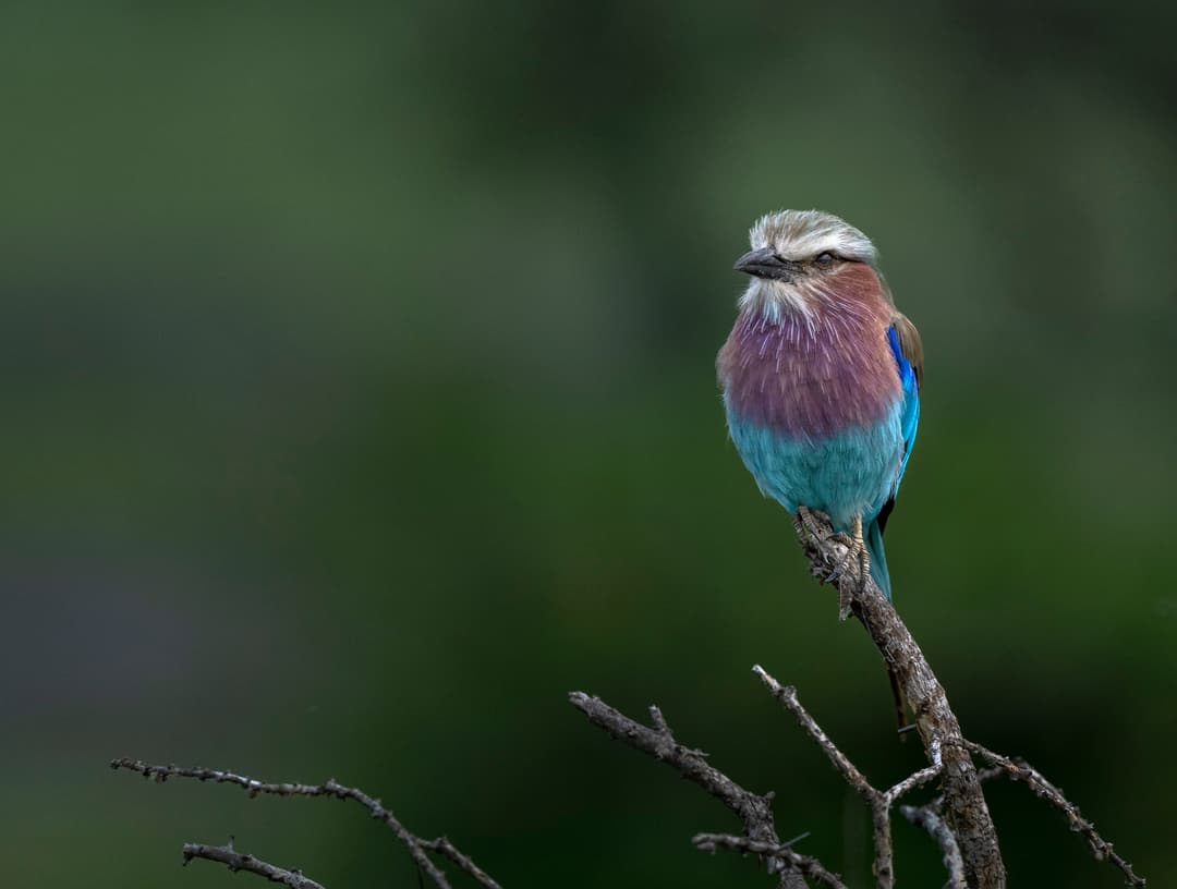 Avianture