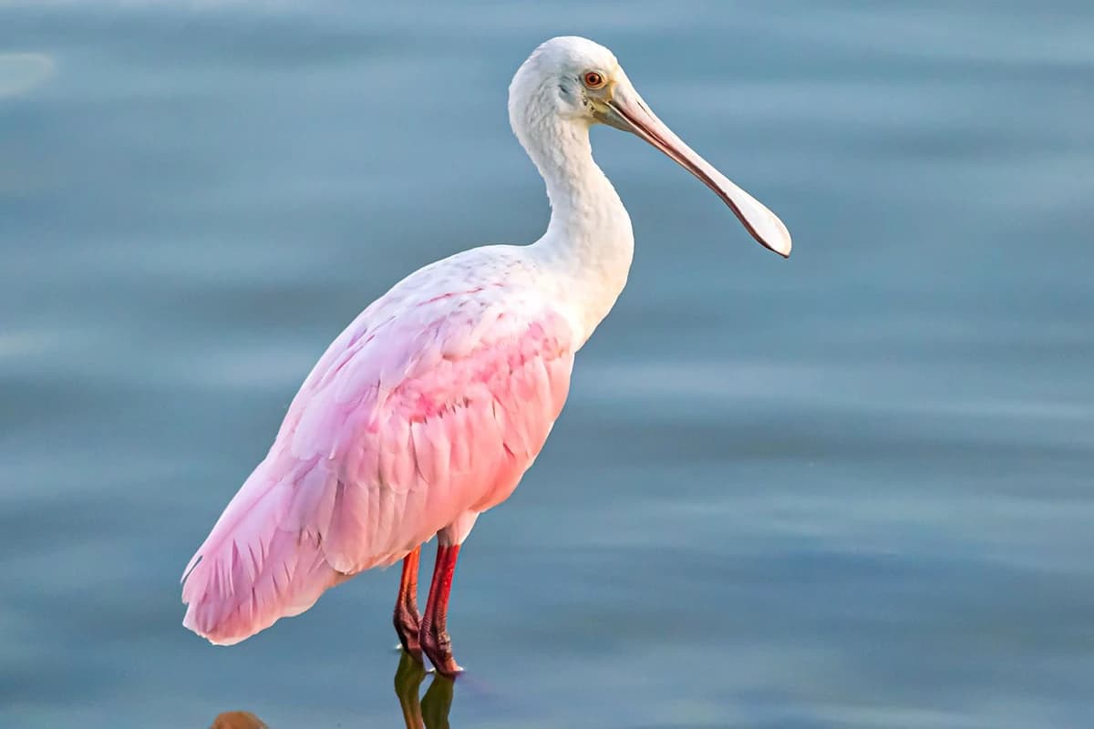 Roseate Spoonbill