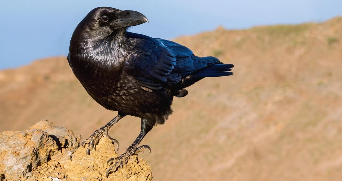Common Raven
