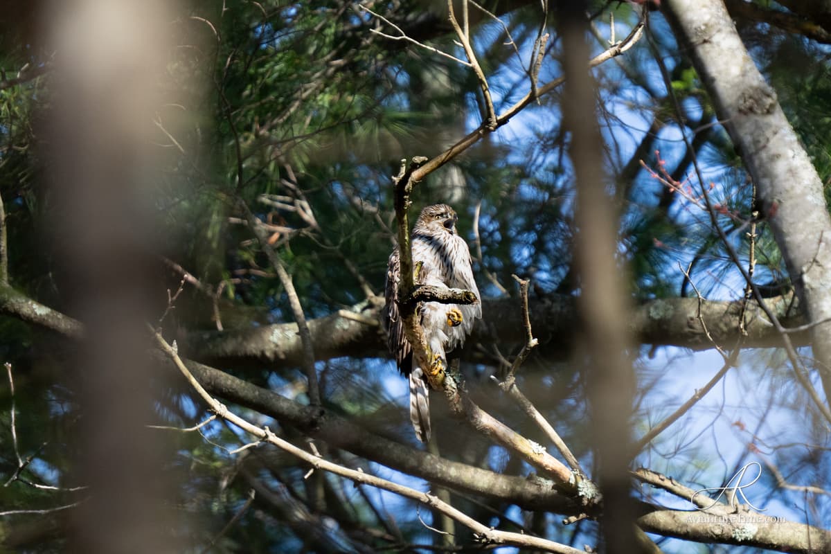 New England Birds