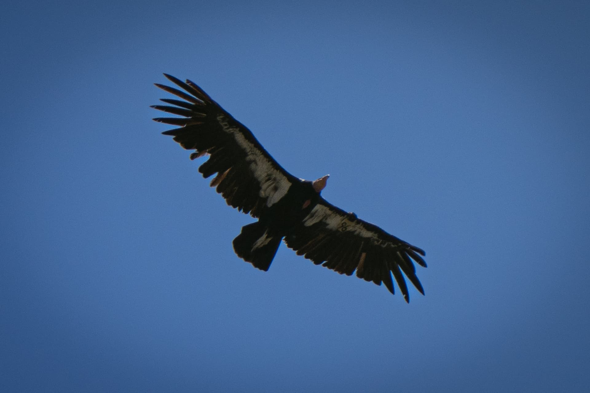 California Condor Soaring